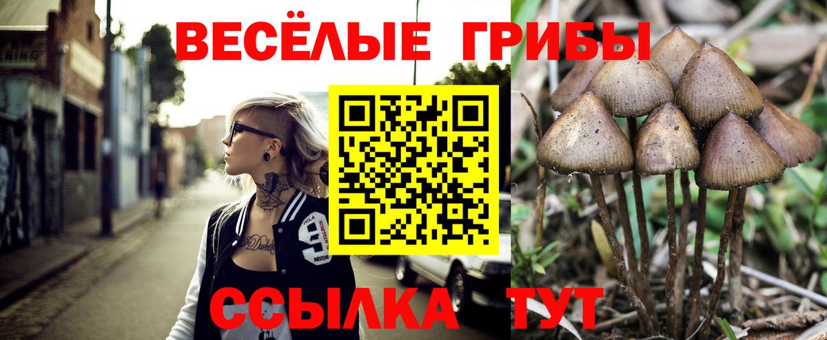 Галлюциногенные грибы Psilocybe  Вход с VPN  Александров 